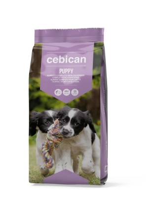 Picture of cebican puppy