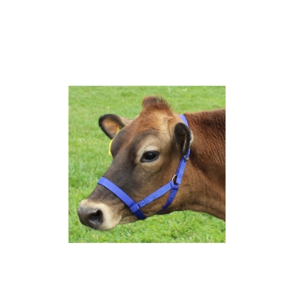 Picture of Cow bridle 