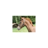 Picture of Brown Foal leather halter 327040 