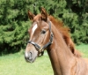 Picture of Brown Foal leather halter 327040 