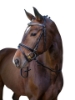 Picture of snaffle bridle kingston , black full ,engl . combi model 3210489