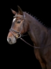 Picture of snaffle bridle kingston , brown full , engl . combi model 3210492 