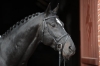 Picture of bridle standard black full , english model 32172