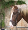 Picture of bridle carthorse brown 321179